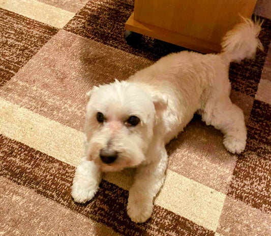 Üdvözlünk a Kedvencek palotája webáruházban!