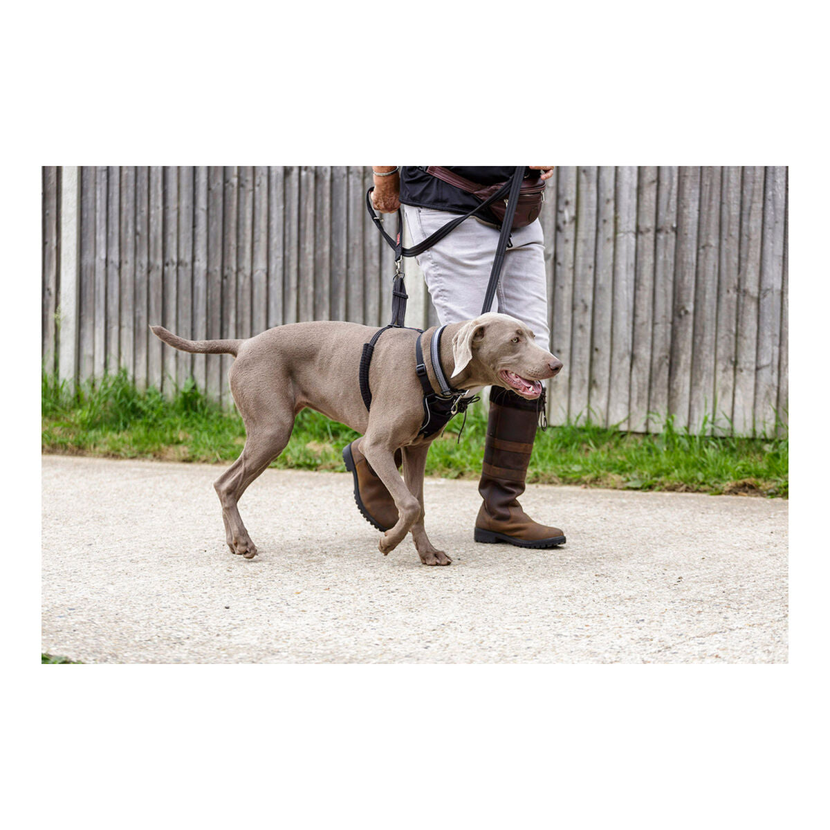 Dog Harness Company of Animals Halti Size M (34-56 cm)-5